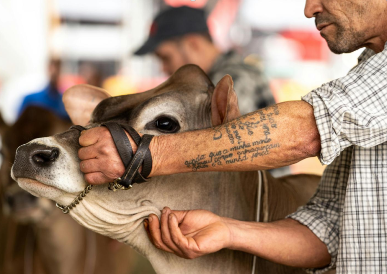 When to Start Supplementing for Peak Show Cattle Development
