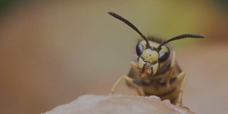 Wasp Exterminator