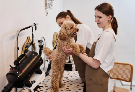 Doodle Grooming Trends 2025: What Styles, Cuts & Coats Are In