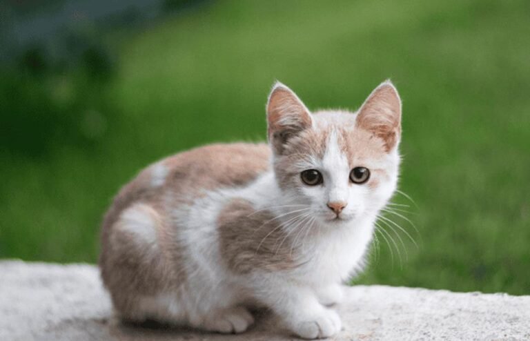 Are Hyaluronic Acid Supplements Effective for Cats with Arthritis?