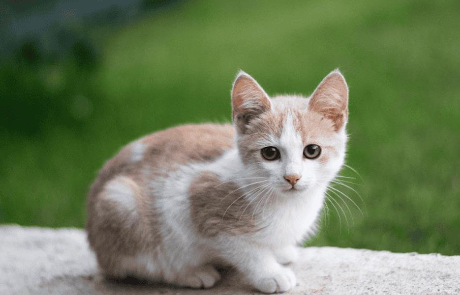 Are Hyaluronic Acid Supplements Effective for Cats with Arthritis?