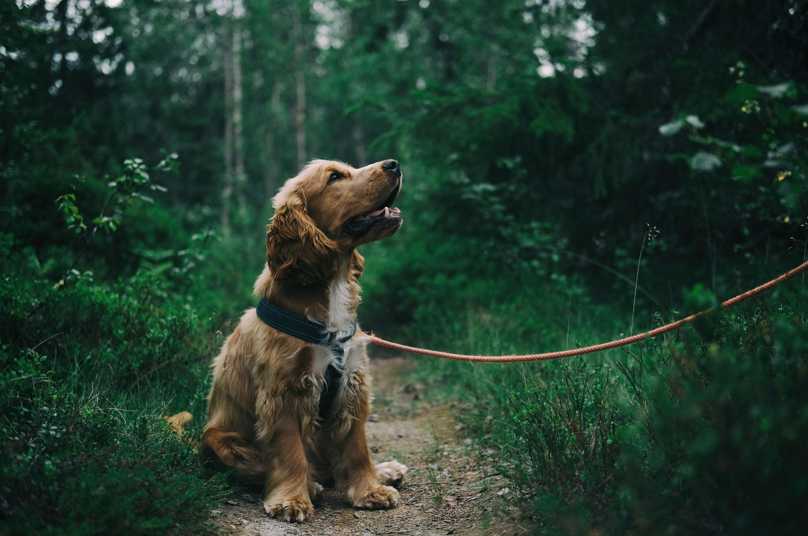 How Mental Stimulation Supports Your Dog’s Health