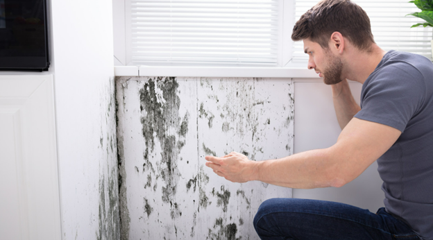 Why Timely Mold Remediation Services Are Critical After Water Damage