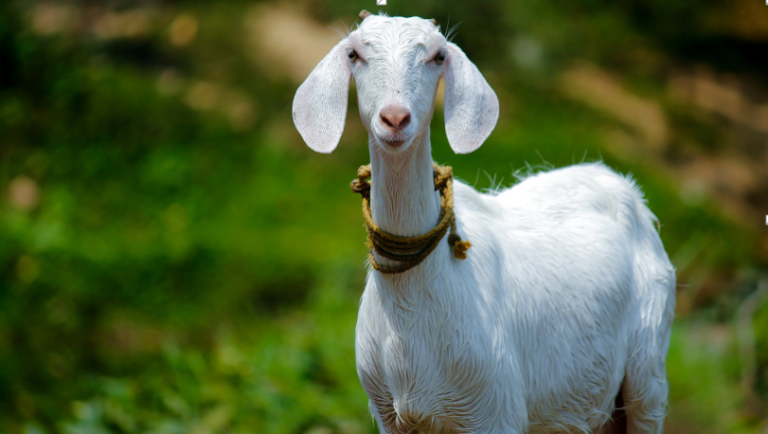 How Collagen and Protein Help Maintain Healthy Joints in Goats